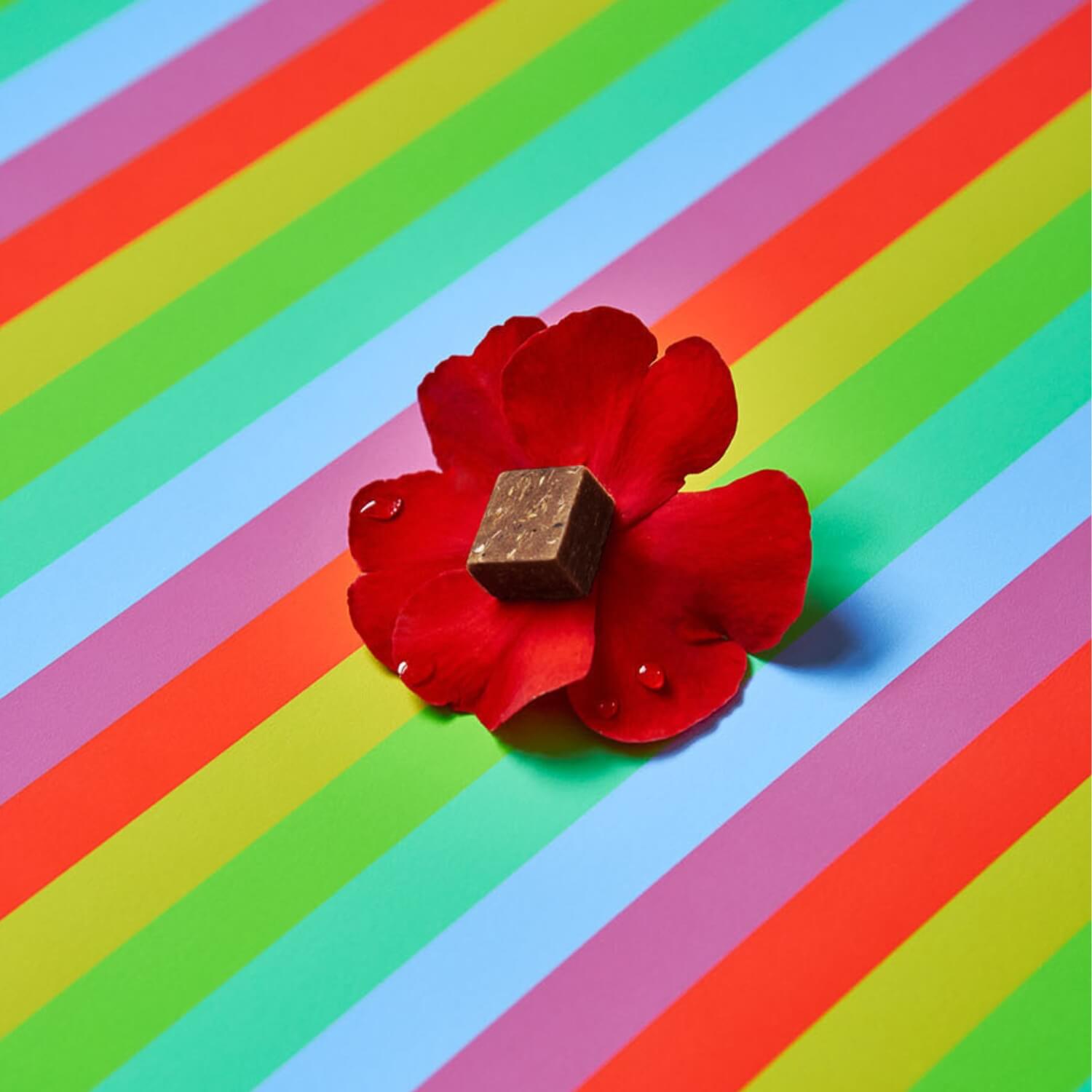 カンナ チューズ – Kanna People